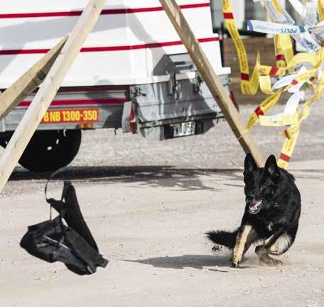 Polishunden 3-2017 Regler Polishund SM 2017 2016-04-10 forts. SKYDDSHUNDSGRUPP Foto: Emma Forsberg Moment 13: Överfall på föraren Koeff 3 Hunden iförd munkorg.