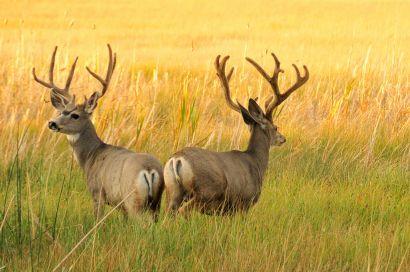 Pronghorn Pronghorn och och