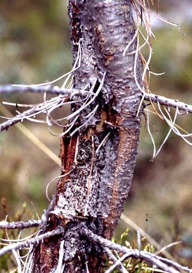 Gremmeniella sprids med sporer, dels med vinden, dels med vattendroppar som träffar fruktkropparna vid regn och stänker till närstående träd.