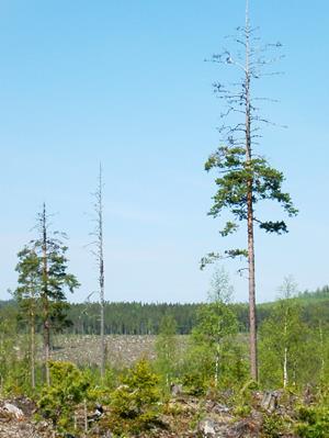 Figur SPS71 Törskateskadade äldre tallar, så kallade tjärgaddar, är en vanlig syn i skogslandskapet. Foto Andreas Bernhold.
