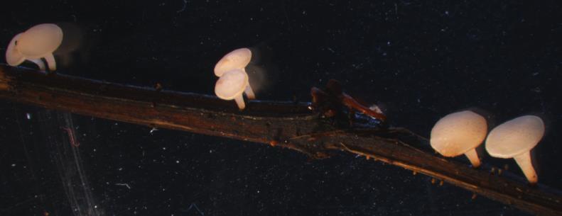 Figur SPS80 Svårt skadat askbestånd. Foto Pia Barklund. Biologi I Polen beskrevs 2006 den svampart som orsakar askskottsjukan, mikrosvampen Chalara fraxinea (asexuell form). År 2009 föreslogs att C.