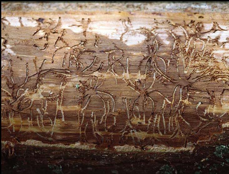 Sextandad barkborre (Pityogenes chalcographus) Den sextandade barkborrens biologi och populationsdynamik påminner om granbarkborrens men den är mindre (ca 2 mm lång) och gnager en kortare modergång