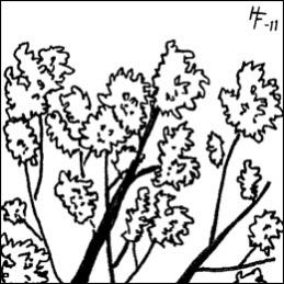 Illustrationerna nedan visar de olika vitalitetsklasserna för en bok (Fagus sylvatica), och ska endast ses