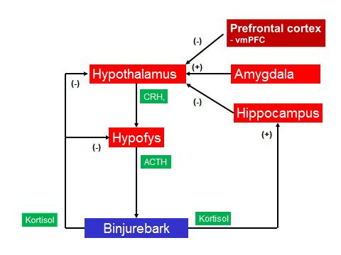 Figur 4. HPA-axeln (-) anger negativ feedback, dämpning (+) anger stimulering, aktivering.