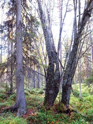 Den genetiska individen är 9 000 år men själva granen har sett lite olika ut genom årtusendena. 3.