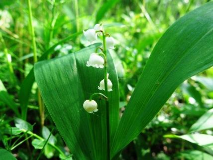 de små mörka blommorna och röda bären gör att den inte kan förväxlas med andra arter. 9.