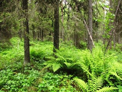 11. MAJBRÄKEN Majbräken är en storväxt ormbunke med ljusgröna, upprepat parflikiga och ganska gracila blad.