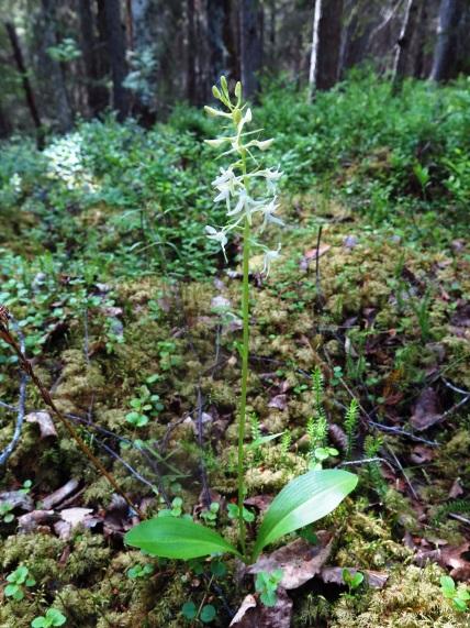 NATTVIOL Nattviol är en upp till tre decimeter hög orkidé med vitaktiga blommor.