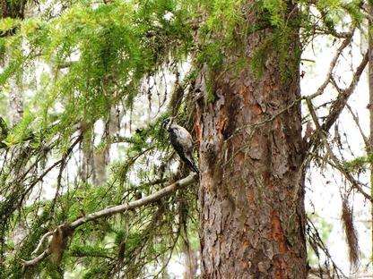 LAVSKRIKA Vårt alldeles eget landskapsdjur lavskrikan är en mytomspunnen kråkfågel som hör gammelskogarna till.