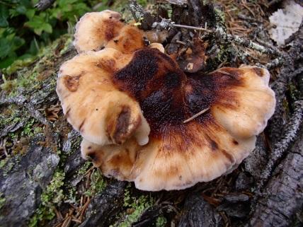 19. HARTICKA Hartickan lever parasitiskt på gran och lever som nedbrytare i högstubbar och döda stammar av gran,