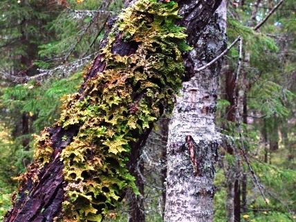 Där harticka rötat granar brukar sedan arter som rosenticka och ullticka trivas. 20.