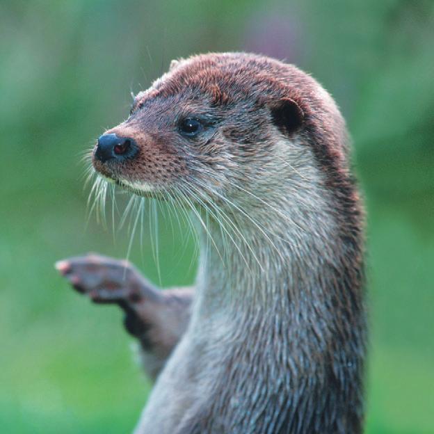 NATUR Faunapassager för utter och medelstora däggdjur Foto: Mostphotos Där en väg eller en bana korsar ett vattendrag uppstår en unik möjlighet att leda djurlivet under vägbanan/banvallen så att