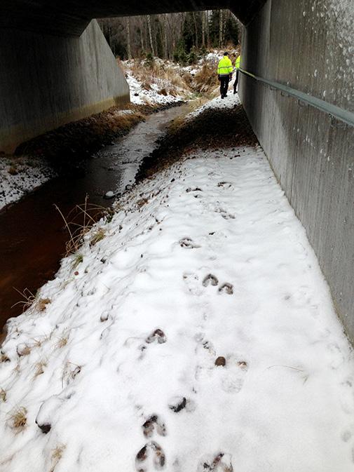 Revirmarkerande utter i torrtrumma. Foto: Trafikverket autokamera. Älgspår på strandpassage avsedd för människor, bro över Sepposenoja. Foto: Trafikverket. 1.