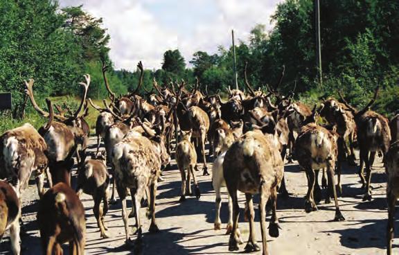 se Matte myskoxes sommarskoj Vildmarksstigen Matte myskoxe har satt ihop en aktivitetsbana för barnen. En bana som löper ca 2 km i skogen.