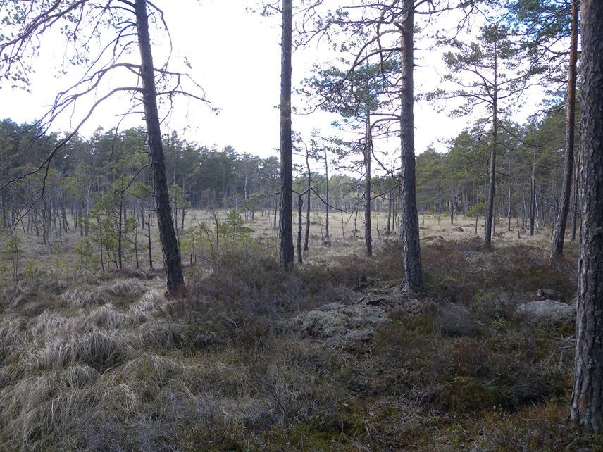 Bild 1. Lämpligt habitat för orrspel söder om vägdragningszonen vid Västervik (fyndplats 16 i Figur 4).