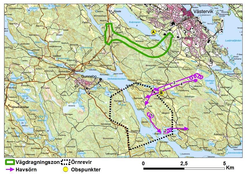 Figur 2. Utsnitt ur terrängkartan som visar flyglinjer för havsörn samt de observationspunkter som användes vid inventeringen i april 2016.