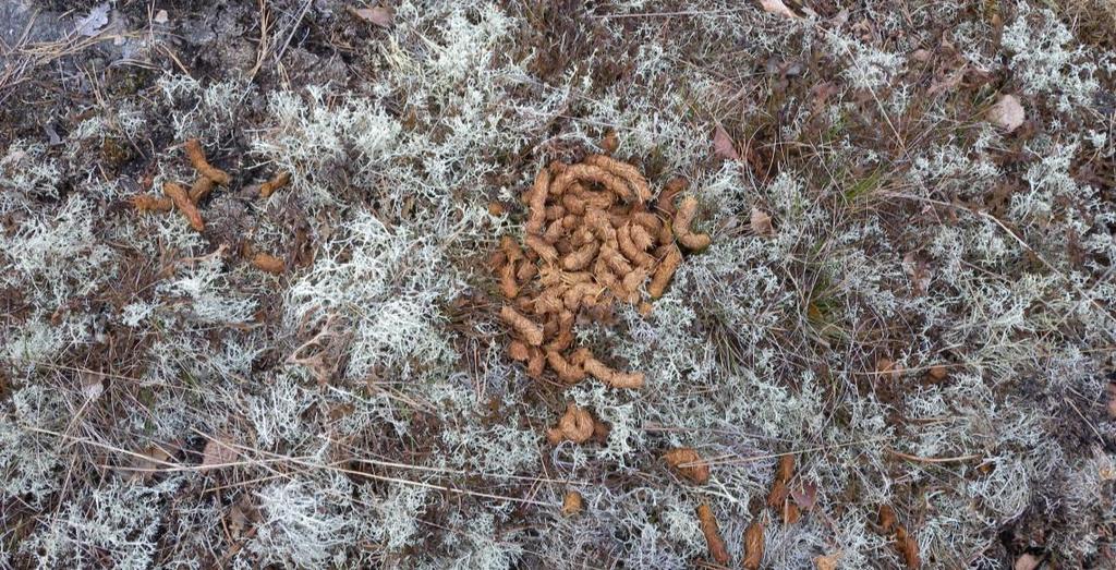 Här hittades även en spillningshög under övernattningsträd (fyndplats 10 i Figur 4).