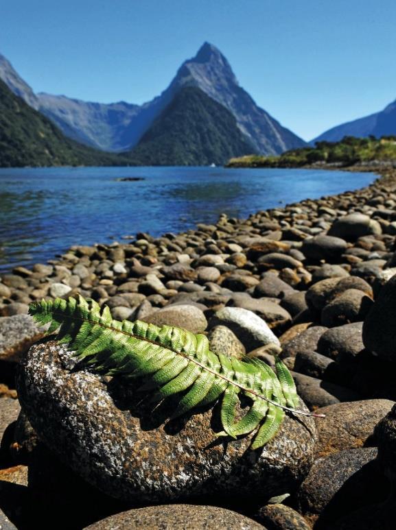 Nya Zeelands höjdpunkter - 21 dagar Förnyad favorit! Mäktiga djurupplevelser och storslagna vyer Upplev en kontrastrik resa genom maoriernas land, Aotearoa, som betyder det långa vita molnets land.