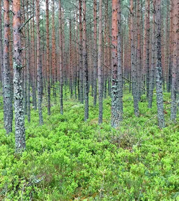 Det går att minska de omfattande betesskadorna på tall.