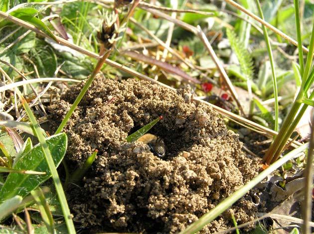 Inledning Bakgrund och syfte Gaddsteklar (Aculeata) kallas den grupp inom insektsordningen steklar (Hymenoptera) där honans äggläggare är omvandlad till en gadd som används för att bedöva bytesdjur