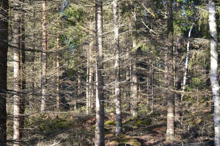 Gemensamhetsanläggning. Nybro Bondetorp Ga:3. FÖRSÄLJNINGSSÄTT Försäljning av fastigheten sker via budgivning.