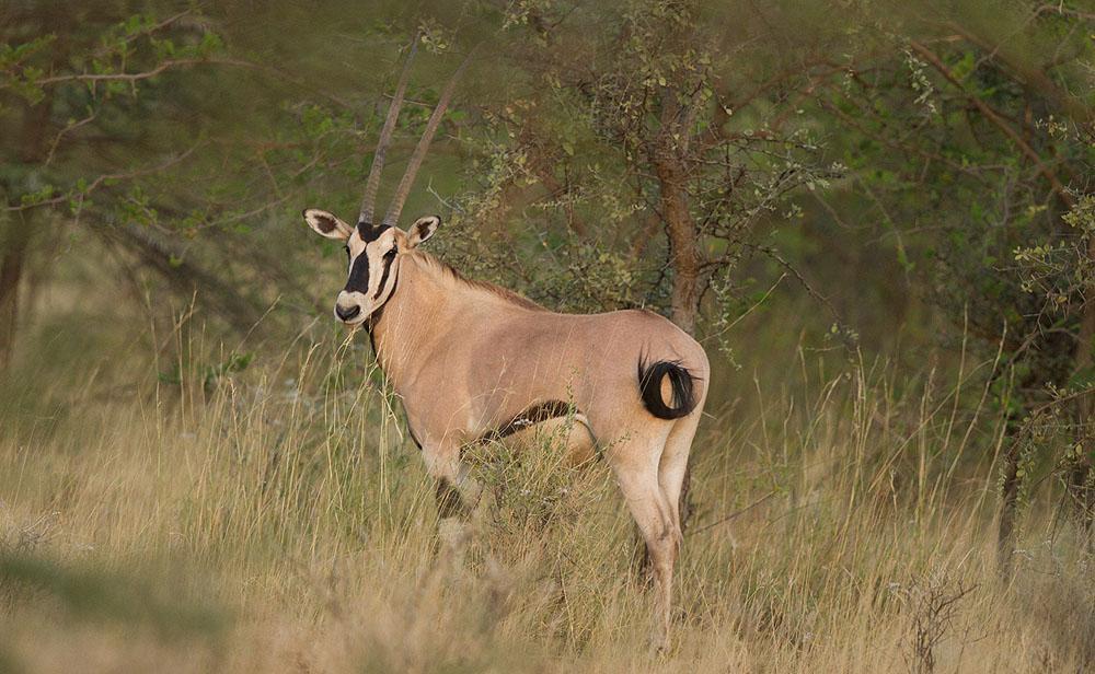 Beisha Oryx. tard och sekreterarfågel men vi gick bet på Hartlaub s Bustard. Alledeghi Plains är ett stort reservat som teoretiskt skall vara skyddat.