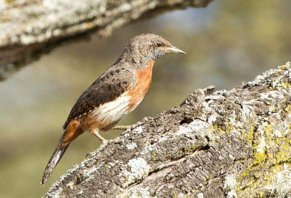 Allmänt skådande vid frukosten gav flera ortolansparvar men också en blekare variant av densamma och med ostreckat bröst, gulgrå sparv, en sällsynt gäst i Etiopien men statusen är oklar och