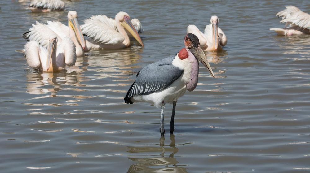 Maraboustork och vit pelikan. Foto: Jan-Olov Hedblad Artlista fåglar 1 Somaliastruts Struthio molybdophanes [Somali Ostrich] 25 Magado 21.11 