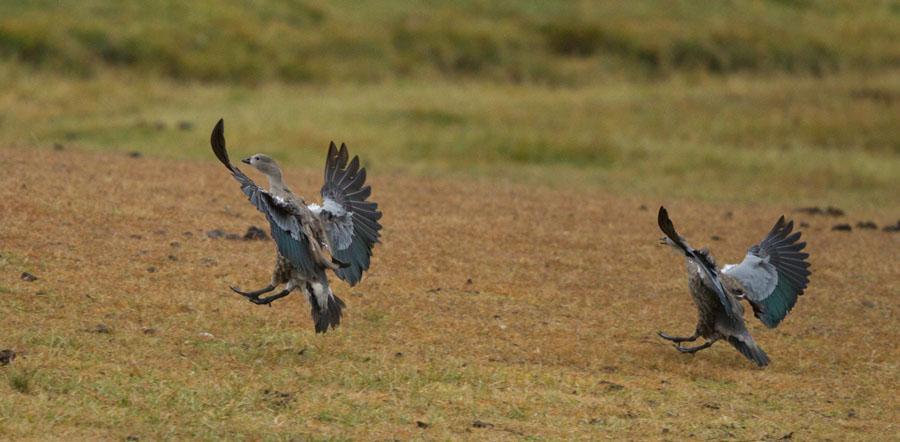 11 och observerad där 19.11. 4 Sporrgås Plectropterus gambensis [Spur-winged Goose] 50 Lake Bojo 18.11 och observerad där 19.11. 5 Knöland Sarkidiornis melanotos [Knob-billed Duck] 15 Lake Bojo 18.