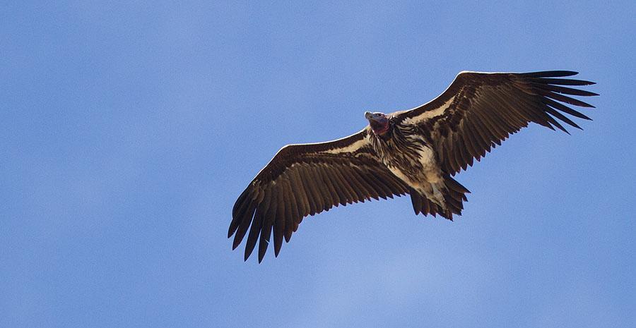 72 Gåsgam Gyps fulvus [Griffon Vulture] 1 Bilen Lodge 28.11 och 1 Jemma Valley 3.12. 73 Vithuvad gam Trigonoceps occipitalis [White-headed Vulture] (VU) 4 Magado 21.11 och 1 längs vägen 26.11. 74 Örongam Torgos tracheliotos [Lappet-faced Vulture] (VU) 1 Magado 21.