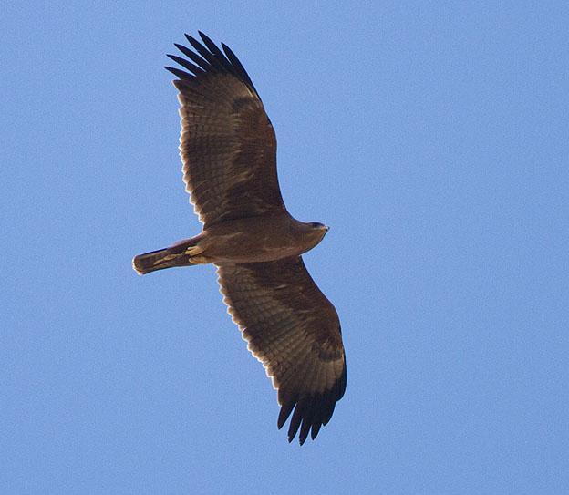 75 Ormörn Circaetus gallicus [Short-toed Snake Eagle] 1 Aledeghi Plains 28.11. 76 Svartbröstad ormörn Circaetus pectoralis [Black-chested Snake Eagle] 1 längs vägen 16.11, 1 längs vägen 23.