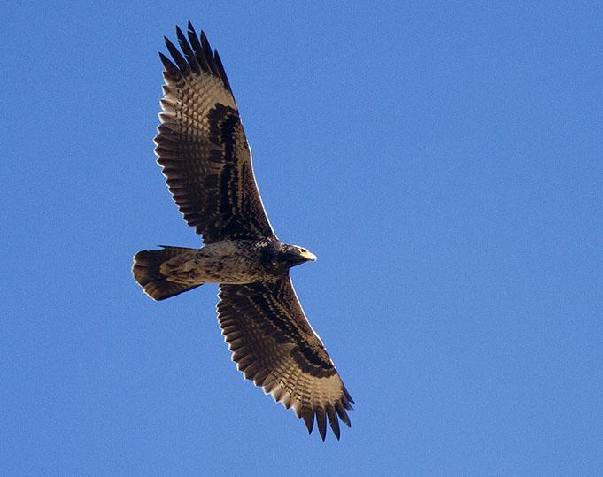 11, 1 Magado 21.11 och 2 längs vägen 22.11. 79 Kronörn Stephanoaetus coronatus [Crowned Eagle] (NT) 1 Wondo Genet 18.11. 80 Stridsörn Polemaetus bellicosus [Martial Eagle] (NT) 1 längs vägen 19.