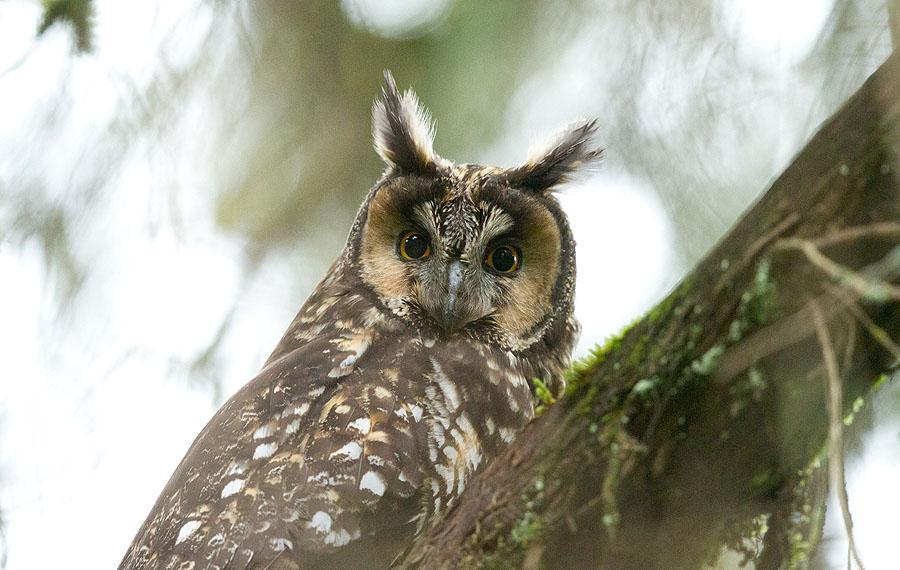 Abyssinian Owl. 195 Bergnattskärra Caprimulgus poliocephalus [Montane Nightjar] 1 Jemma Valley 1.12 och 2 där 2.12. 196 Pricknattskärra Caprimulgus tristigma [Freckled Nightjar] 1 Magado 20-22.11.