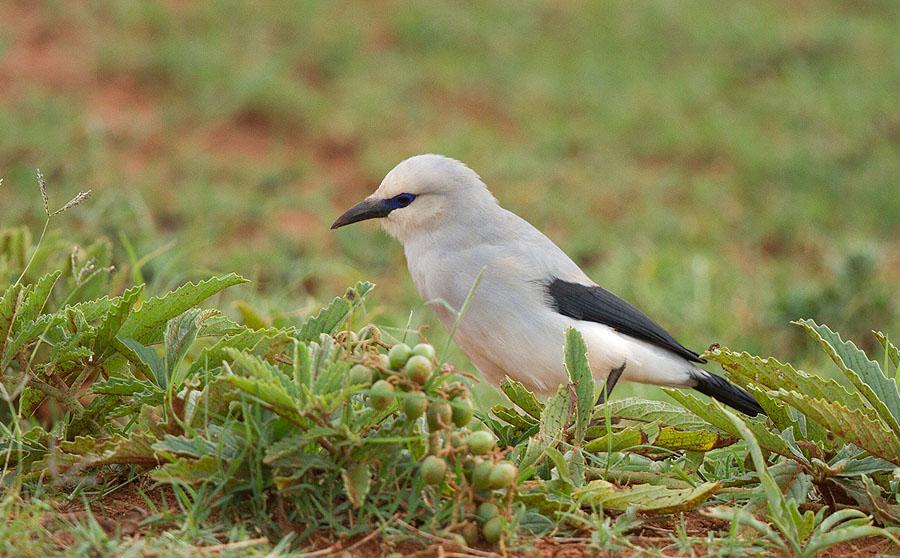 286 Rödhuvad törnskata Lanius senator [Woodchat Shrike] 10 Aledeghi Plains 28.11. 287 Etiopisk gylling Oriolus monacha [Ethiopian Oriole] 5 Lake Langano 16.11, observerad Wondo Genet 17.