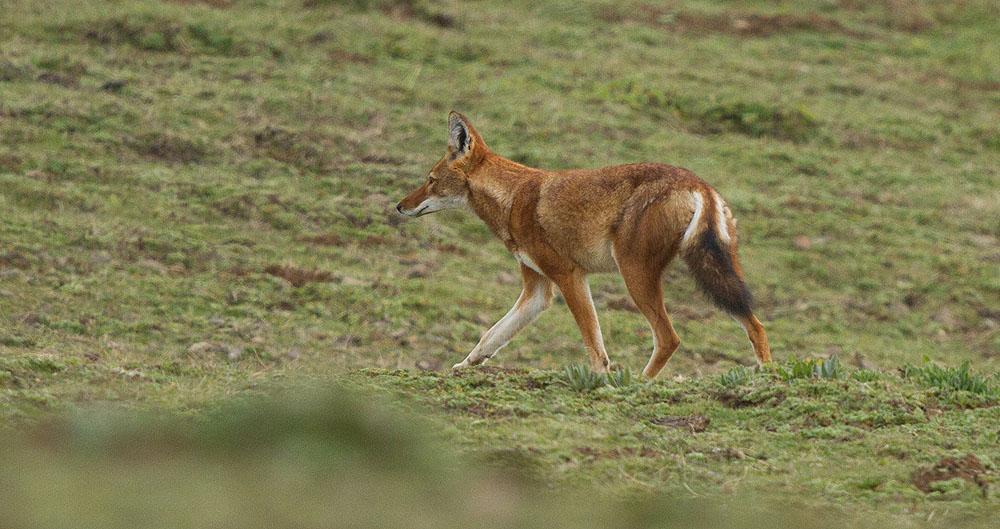 Ethiopian Wolf. Artlista däggdjur 1 Gerenuk Litocranius walleri 9 längs vägen 22.11 och 5 Aledeghi Plains 28.11. 2 Günther's Dikdik Madoqua guentheri Observerad längs vägen 20.11 och 22.