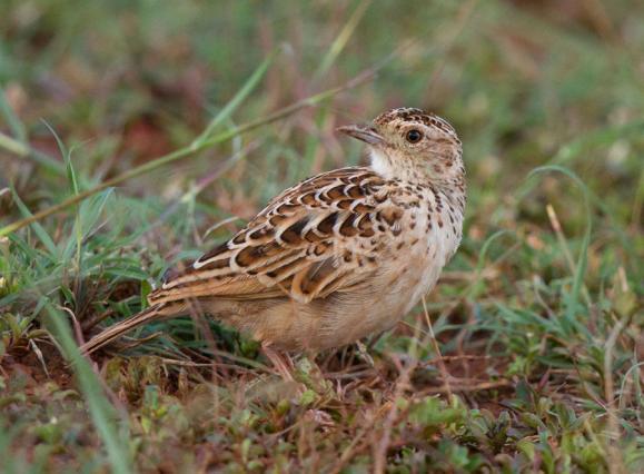 Foto: Ulf Ottosson En hel del rovfåglar i luften; White-headed och Lappetfaced Vultures, Tawny och Steppe Eagle och några rödfalkar, dessutom tättingar som Red-winged Lark och Donaldson-Smith s