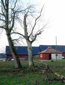 1 Sammanfattning Brun borstticka (Coriolopsis gallica) är en hattbildande ticka med brunaktiga stora fruktkroppar. Den lever huvudsakligen på grov ask.