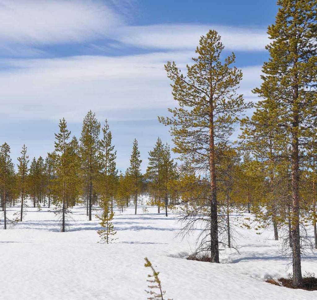 VID VÄGEN VÄSTERUT Unik möjlighet att förvärva en skogsfastighet i världsarvet Laponia med närhet till fjällvärlden, egen älgjakt och möjlighet till fiske i Stora Lulevattnet, Sjaunjaälven och flera