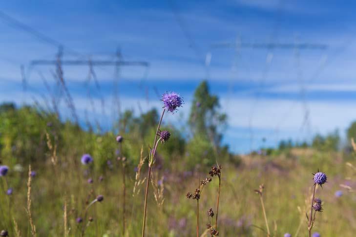 Mål Verka för att de nya gräsmarkernas positiva potential tas tillvara för att stärka biologisk