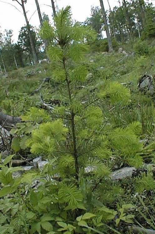 Odlingsmaterial, forts Tes: Om några decennier då klimatförädringarna gått längre behöver vi sannolikt alternativ till dagens odlingsmaterial.