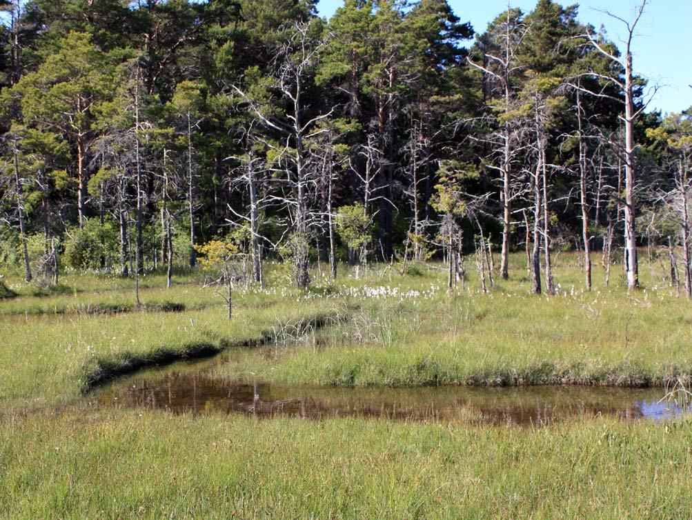 Värdering: Högt skyddsvärde. Bild 4. Lokal nr. 14; Vitärtskällan. Foto: Britta Johansson. Lokalnummer: 15 Läge: Othem s:n, 850 m VNV om Othemars. Koordinater: Rn 6406091 / 1672344.