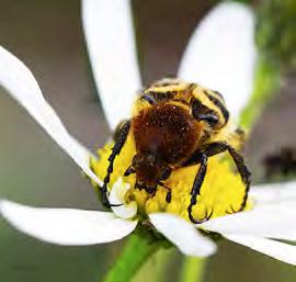 Ordförande har ordet Välkommen till en ny säsong med Naturskyddsföreningen i Haninge.