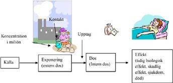 13 (73) Vägen från koncentration i miljön till effekt hos människa. Från rapporten Hälsoriskbedömning vid utredning av förorenade områden.