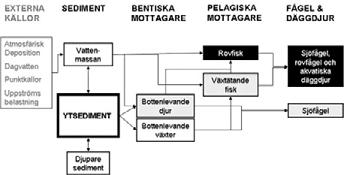 14 (73) Den konceptuella modell som ligger bakom spridningsdelen i CalTox modellen. Ur rapporten Hälsoriskbedömning av exponering relaterad till dioxinförorenad mark.