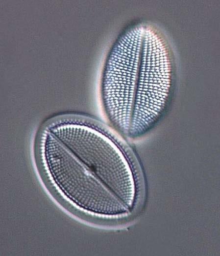 Figur 7. De näringskrävande kiselalgerna Cocconeis placentula och Rhoicosphenia abbreviata.