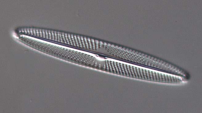 Den näringskrävande kiselalgen Navicula escambia.