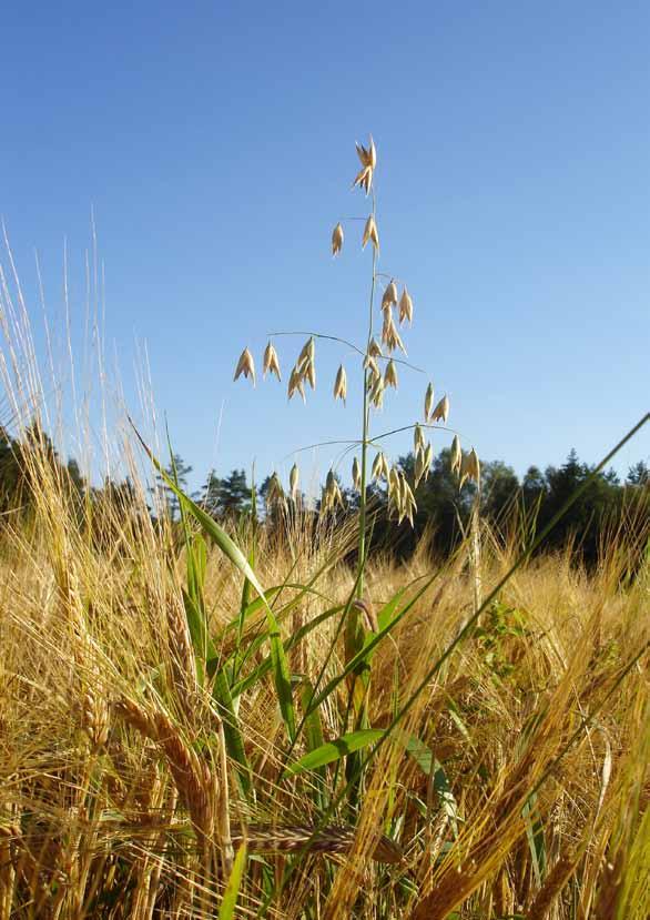 Växakvällar i Björketorps församling hösten 2011 Växakvällar i Björketorps församling vänder sig till dig som har en längtan att tillsammans med andra få en möjlighet till fördjupning av den kristna