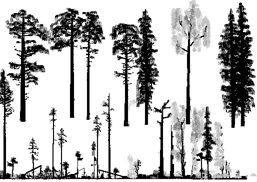 Naturskog som drabbas av plockhuggning och skogsbete Vi utgår från att naturskogen som plockhöggs under den ekonomiska depressionen under 1930-talet hade passerat utvecklingsstadium som i figur 1 och