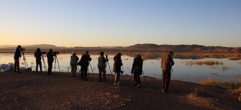 Marocko med Guldkant 10 17 november 2018 med Ola Bondesson Fågelskådning vid Mansour Eddahbi Dam, Ouarzazate. Foto: Ola Bondesson Varmt välkommen på AviFaunas resa till Marocko!