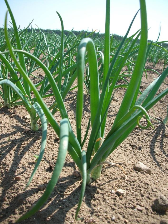 Fosfit används flitigt inom grönsaksproduktionen i Sverige.